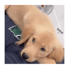 小抖日常用語♡