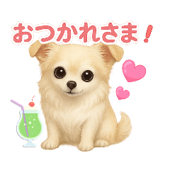 Cute Chihuahua stickers for daily chats