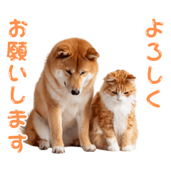 Moving Shiba Inu and Cat Stickers 86