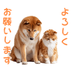 Moving Shiba Inu and Cat Stickers 86
