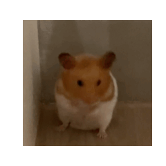 Sonia_20250923200548