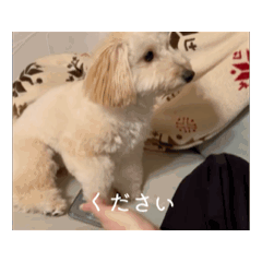 Yuzuki_20250924145237