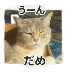 Hello I am Tuna san 3