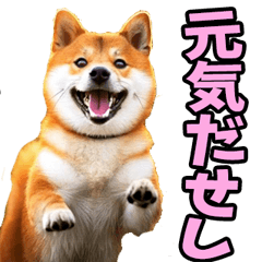 山梨甲州弁☆柴犬