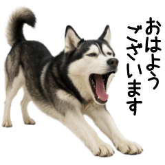 Siberian Husky honorifics