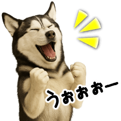 Siberian Husky Quick Reply