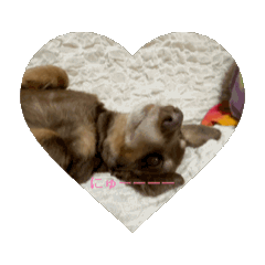 pochi_20250925092032