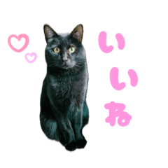 sakura_20250924132621