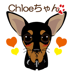 mamepin321*pinscher_chloe.ver
