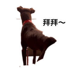 福氣小黑來囉～