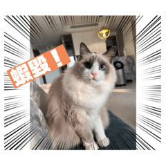 可愛布偶貓咪咪哈娜