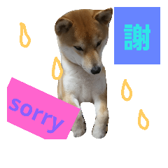 shibainu5