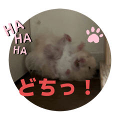 kimipote_20250924172718