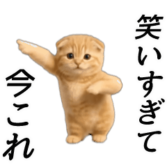 動く！ネコ界隈