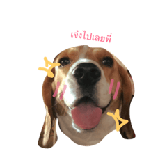 Homdang The Beagle