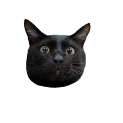 Little Black Cat Xiong Xiong