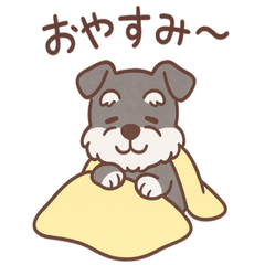 Cozy Miniature Schnauzer  Daily Stickers