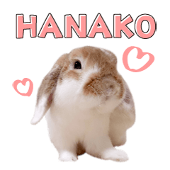 rabbit hanakochan