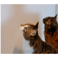 mushichan_20250922035700