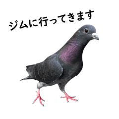 リアルジムハト