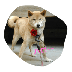 Matsu_20250925120508