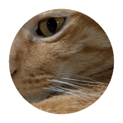 人，你在看貓嗎 1