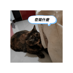 小輪的快樂生活