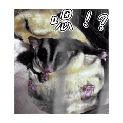 蜜袋鼯貼圖皮皮和孩子日常