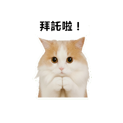 我家胖貓叫海苔