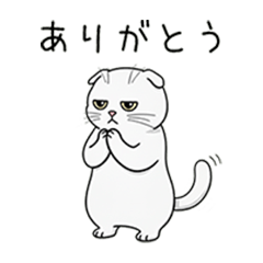 grumpy cat3: Scotish Fold