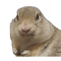 Sakura_20250924150126