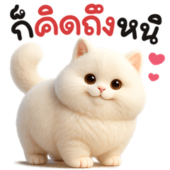 Meow White cat