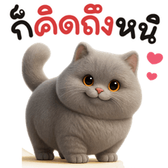 เหมียวสีเทา น่ารัก