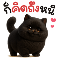 เหมียวสีดำน่ารัก