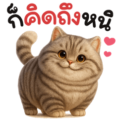 Meow Tabby cat