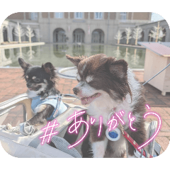 ringo_20250925161737