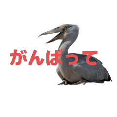 ハシビロコウ J