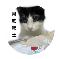 皮蛋的上班日常