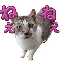 Sakura_20250925181109