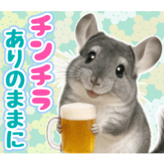 チンチラのまんま