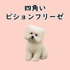 a Bichon Frise with a square-shaped head