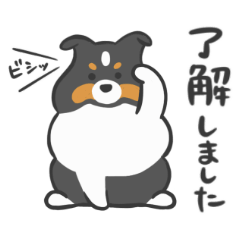 Cute Sheltie Daily Stickers