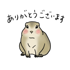 リチャードソンジリスの１日