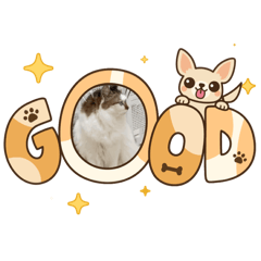 可愛的毛小孩喵喵