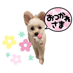 SHIBA MOMO_20250925215423