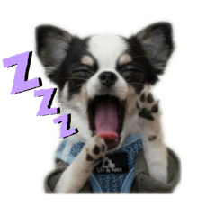 HACHI_20250925214858