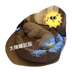 比熊妹妹-艾莉兒