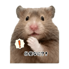 黃金鼠-麻吉糖米桃♡