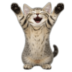 Chibi cat(mochibi)realistic versions