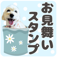 cute white dog get-well stickers